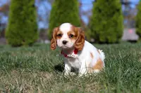 London, a female Cavalier King Charles Spaniel for sale in Fredericksburg, OH – Photo 3 of 7