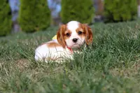 London, a female Cavalier King Charles Spaniel for sale in Fredericksburg, OH – Photo 4 of 7
