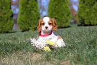 London, a female Cavalier King Charles Spaniel for sale in Fredericksburg, OH – Photo 5 of 7
