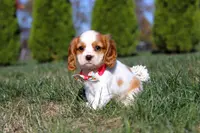 London, a female Cavalier King Charles Spaniel for sale in Fredericksburg, OH – Photo 2 of 7