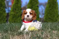 London, a female Cavalier King Charles Spaniel for sale in Fredericksburg, OH – Photo 7 of 7
