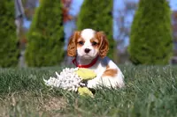 London, a female Cavalier King Charles Spaniel for sale in Fredericksburg, OH – Photo 6 of 7