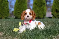 London, a female Cavalier King Charles Spaniel for sale in Fredericksburg, OH – Photo 1 of 7