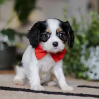 Ziggy, a male Cavalier King Charles Spaniel for sale in Fredericksburg, OH – Photo 3 of 5