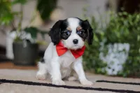 Ziggy, a male Cavalier King Charles Spaniel for sale in Fredericksburg, OH – Photo 3 of 5