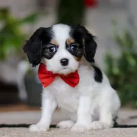 Ziggy, a male Cavalier King Charles Spaniel for sale in Fredericksburg, OH – Photo 2 of 5