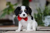 Ziggy, a male Cavalier King Charles Spaniel for sale in Fredericksburg, OH – Photo 2 of 5