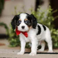 Ziggy, a male Cavalier King Charles Spaniel for sale in Fredericksburg, OH – Photo 5 of 5