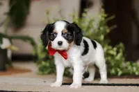 Ziggy, a male Cavalier King Charles Spaniel for sale in Fredericksburg, OH – Photo 5 of 5