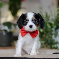 Ziggy, a male Cavalier King Charles Spaniel for sale in Fredericksburg, OH – Photo 1 of 5