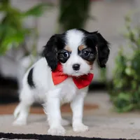 Ziggy, a male Cavalier King Charles Spaniel for sale in Fredericksburg, OH – Photo 4 of 5