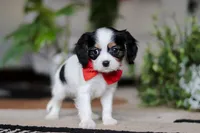 Ziggy, a male Cavalier King Charles Spaniel for sale in Fredericksburg, OH – Photo 4 of 5