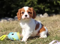 Susie, a female Cavalier King Charles Spaniel for sale in Fredericksburg, OH – Photo 1 of 10
