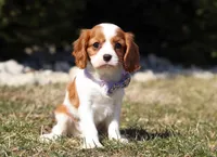 Susie, a female Cavalier King Charles Spaniel for sale in Fredericksburg, OH – Photo 3 of 10