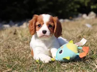 Susie, a female Cavalier King Charles Spaniel for sale in Fredericksburg, OH – Photo 9 of 10
