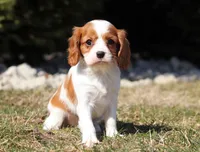 Susie, a female Cavalier King Charles Spaniel for sale in Fredericksburg, OH – Photo 5 of 10