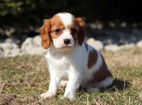 Susie, a female Cavalier King Charles Spaniel for sale in Fredericksburg, OH – Photo 6 of 10