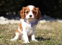 Susie, a female Cavalier King Charles Spaniel for sale in Fredericksburg, OH – Photo 4 of 10