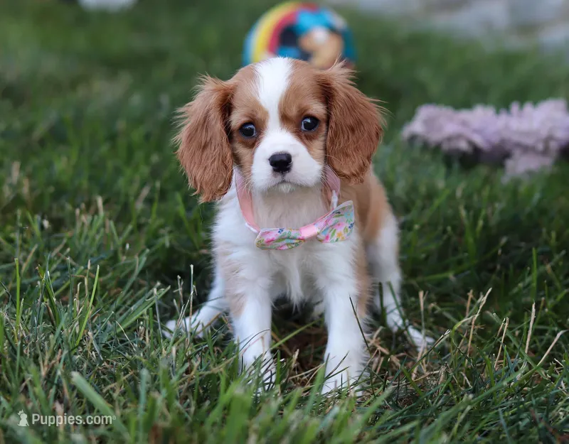 Queenie, a female Cavalier King Charles Spaniel for sale in Fredericksburg, OH – Photo 1 of 8