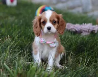 Queenie, a female Cavalier King Charles Spaniel for sale in Fredericksburg, OH – Photo 4 of 8