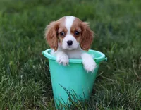 Queenie, a female Cavalier King Charles Spaniel for sale in Fredericksburg, OH – Photo 8 of 8