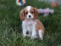 Queenie, a female Cavalier King Charles Spaniel for sale in Fredericksburg, OH – Photo 5 of 8