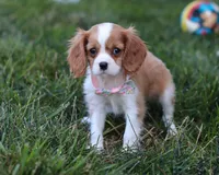 Queenie, a female Cavalier King Charles Spaniel for sale in Fredericksburg, OH – Photo 7 of 8