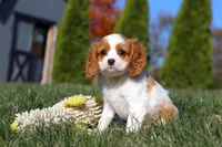 Penelope, a female Cavalier King Charles Spaniel for sale in Fredericksburg, OH – Photo 5 of 5