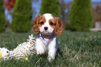 Penelope, a female Cavalier King Charles Spaniel for sale in Fredericksburg, OH – Photo 2 of 5