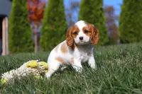 Penelope, a female Cavalier King Charles Spaniel for sale in Fredericksburg, OH – Photo 4 of 5