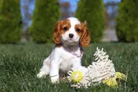 Penelope, a female Cavalier King Charles Spaniel for sale in Fredericksburg, OH – Photo 1 of 5
