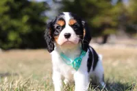 Jace, a male Cavalier King Charles Spaniel for sale in Fredericksburg, OH – Photo 7 of 9