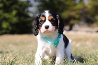 Jace, a male Cavalier King Charles Spaniel for sale in Fredericksburg, OH – Photo 9 of 9