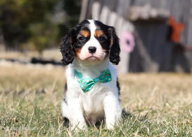 Jace, a male Cavalier King Charles Spaniel for sale in Fredericksburg, OH – Photo 1 of 9
