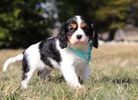 Jace, a male Cavalier King Charles Spaniel for sale in Fredericksburg, OH – Photo 6 of 9