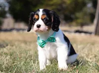Jace, a male Cavalier King Charles Spaniel for sale in Fredericksburg, OH – Photo 5 of 9