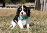 Jace, a male Cavalier King Charles Spaniel for sale in Fredericksburg, OH – Photo 2 of 9