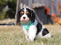 Jace, a male Cavalier King Charles Spaniel for sale in Fredericksburg, OH – Photo 8 of 9