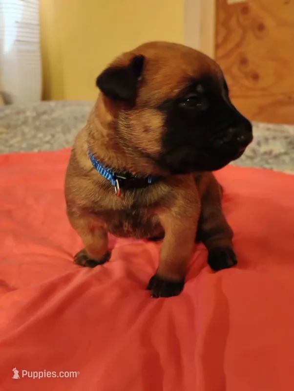 Blue Collar/ Male – Belgian Malinois puppy for sale in Redding, CA