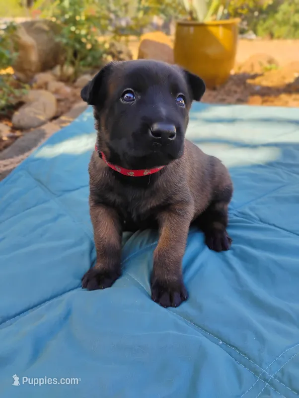Red Collar/ Male – Belgian Malinois puppy on hold in Redding, CA