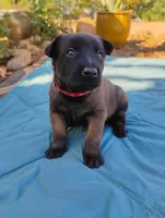 Red Collar/ Male, a male Belgian Malinois for sale in Sacramento, CA – 1 of 9