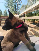 AKC Purebred Belgian Malinois. Pink Collar/Female, a male Belgian Malinois for sale in Redding, CA – 3 of 9