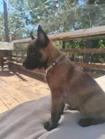AKC Purebred Belgian Malinois. Light Blue Collar, a female Belgian Malinois for sale in Redding, CA – 2 of 10