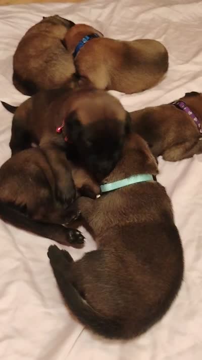 Red Collar/ Male, a male Belgian Malinois for sale in Redding, CA – 6 of 7