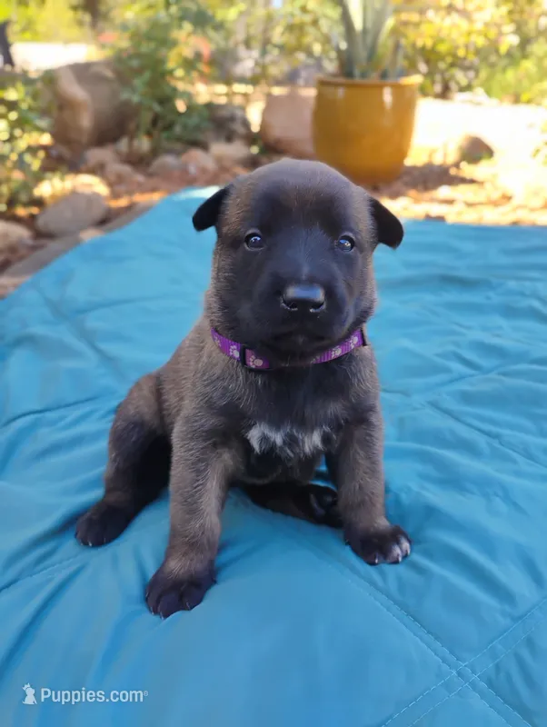 Purple Collar/Female – Belgian Malinois puppy for sale in Redding, CA