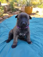 Purple Collar/Female, a female Belgian Malinois for sale in Redding, CA – 1 of 6