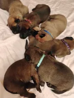 Red Collar/ Male, a male Belgian Malinois for sale in Redding, CA – 2 of 7