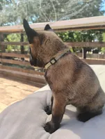 AKC Purebred Belgian Malinois. Light Blue Collar, a female Belgian Malinois for sale in Redding, CA – 3 of 10