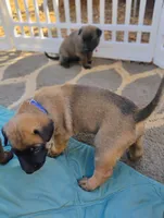 Blue Collar/ Male, a male Belgian Malinois for sale in Sacramento, CA – 6 of 7
