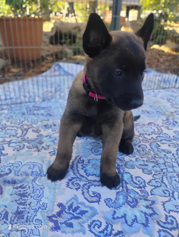 Pink Collar/Female – Belgian Malinois puppy for sale in Redding, CA